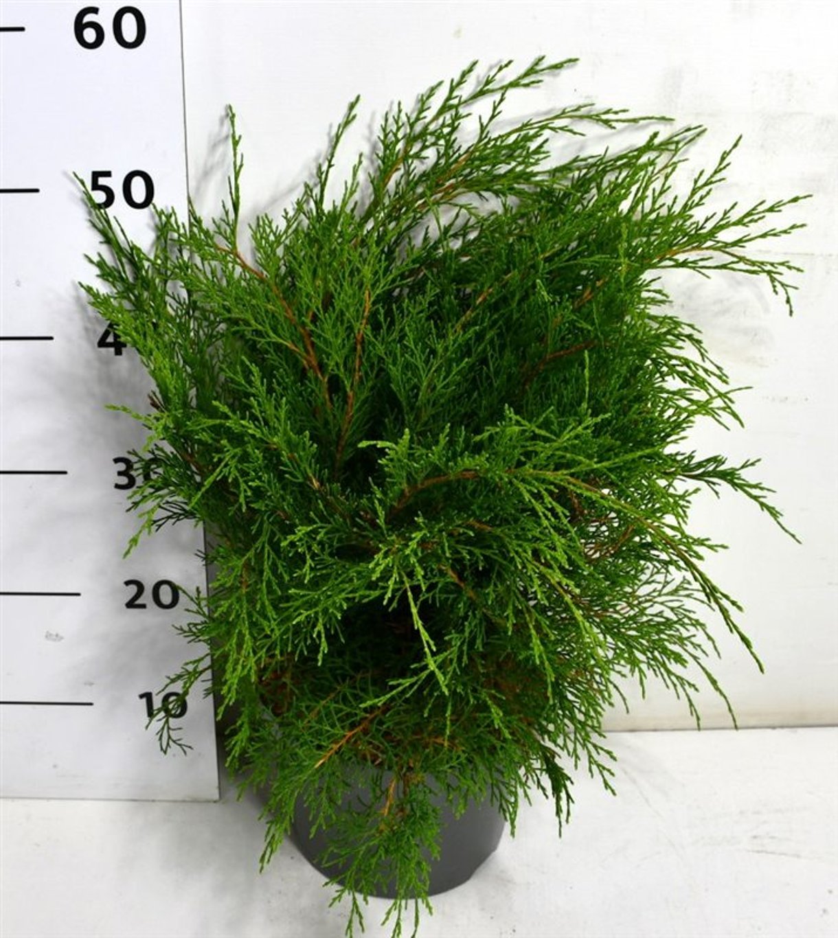 Микробиота перекрестнопарная